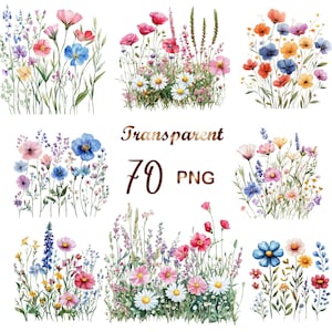 Puede incluir: Ilustraciones en acuarela de varias flores silvestres en plena floración. La imagen presenta una colección de flores coloridas, incluyendo amapolas y margaritas, con tallos y hojas verdes. El texto "Transparent 70 PNG" también está incluido.
