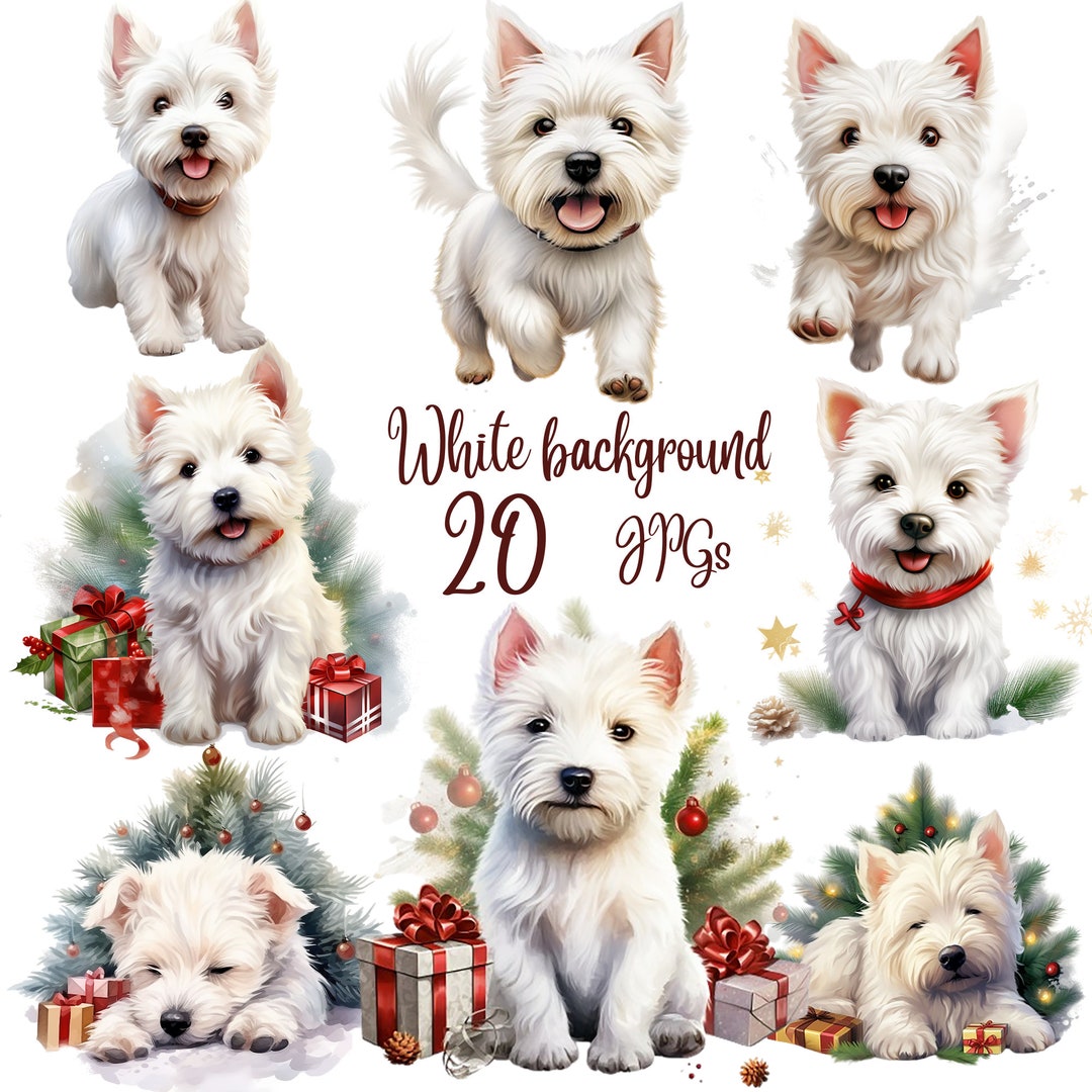 John's sweet west highland terrier puppies cheap
