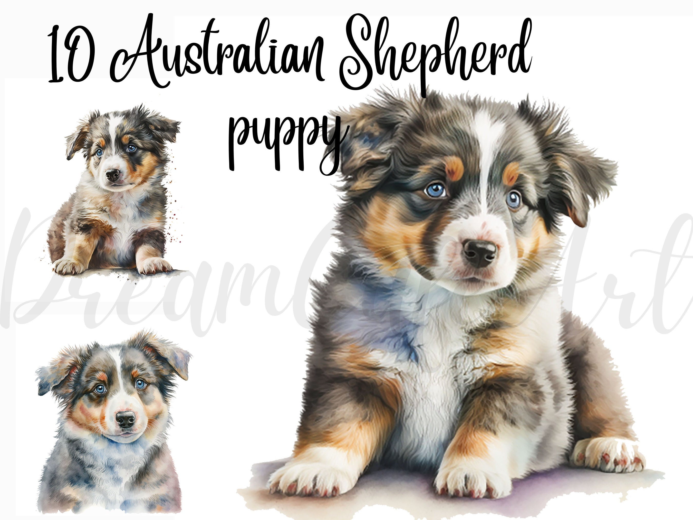 Clipart Australian Shepherd