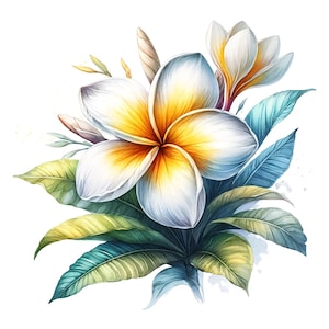 Peut inclure: Une peinture &agrave; l'aquarelle d'une fleur de frangipanier blanche avec un centre jaune, entour&eacute;e de feuilles vertes et bleues.