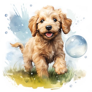 15 Watercolor Labradoodle clipart JPGs, Labradoodle Puppy bundle, Golden Labradoodle  clipart digital download, Commercial Use