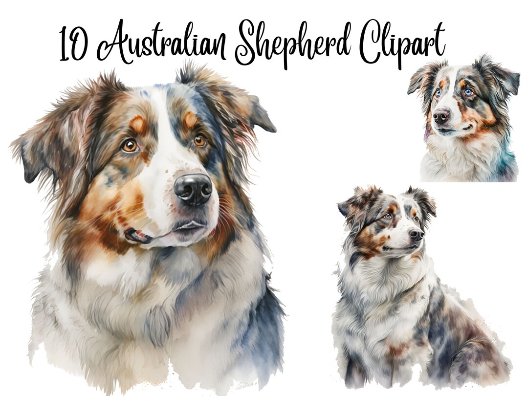 10 Australian Shepherd Clipart, Jpgs, Digital Download, Card Making ...