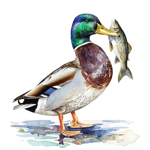 May include: A watercolor painting of a mallard duck with a green head and brown body, holding a small fish in its beak. The duck is standing on a blue and green watercolor background.