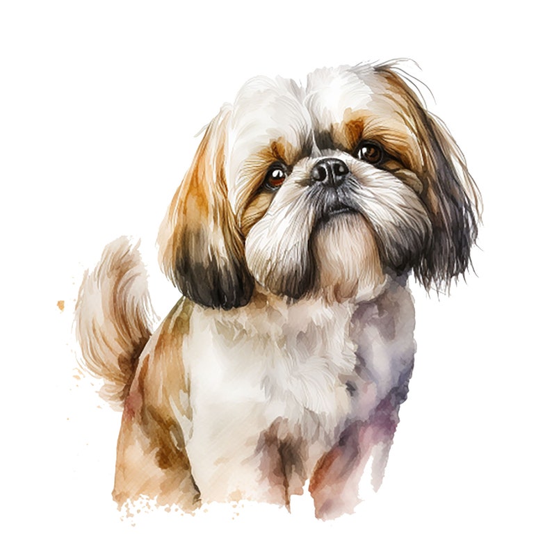 Watercolor Shih Tzu Clipart – High Quality Jpgs (digital Download ...