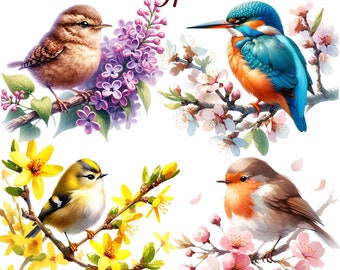 37 Paquete de imágenes prediseñadas de pájaros de acuarela, imágenes prediseñadas de pájaros de primavera, paquete de pájaros, pájaros coloridos, imágenes prediseñadas de pájaros en rama, imágenes prediseñadas de pájaro azul, PNG