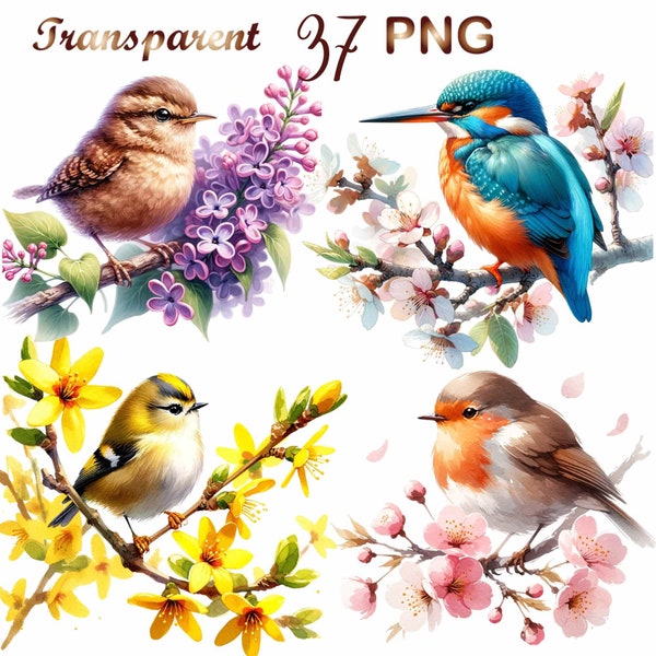 37 Aquarell Vögel Clipart Bundle, Frühling Vögel Clipart, Vögel Bundle, Bunte Vögel, Vögel auf Ast Clipart, Bluebird Clipart, PNG