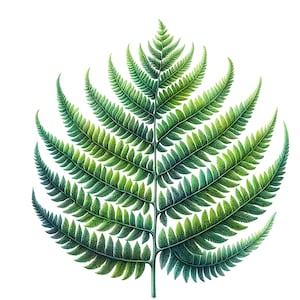Peut inclure: Une illustration d&eacute;taill&eacute;e d'une foug&egrave;re verte avec des frondes d&eacute;licates et complexes. La foug&egrave;re est repr&eacute;sent&eacute;e dans un style r&eacute;aliste, mettant en valeur la beaut&eacute; naturelle de cette plante.