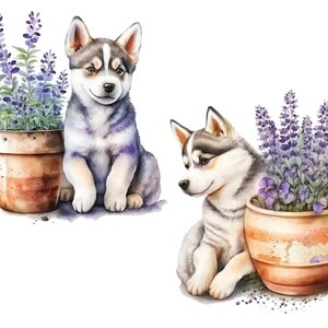 10 Puppy and Lavender Clipart Jpgs Commercial Use - Etsy
