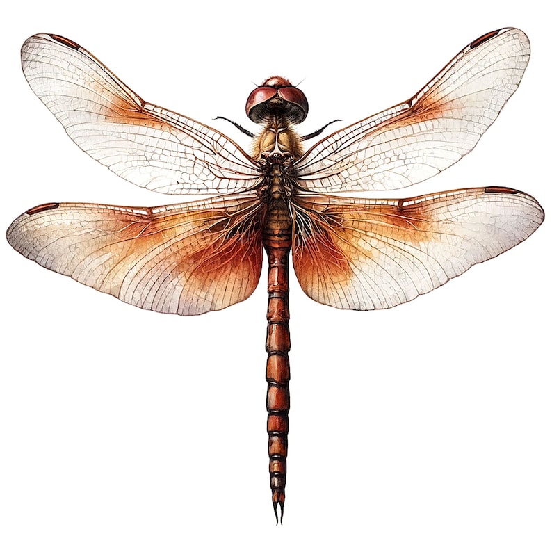 May include: A detailed illustration of a dragonfly with translucent wings and a reddish-brown body. The dragonfly is depicted in flight with its wings spread wide.