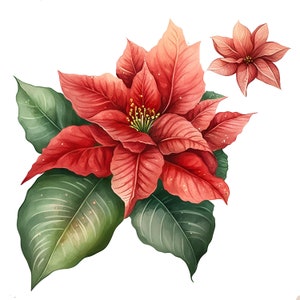 10 Christmas flower Clipart,Poinsettia, JPGs, Commercial use,Digital Download,Card Making,Mixed Media,Digital Paper Craft,Watercolor clipart
