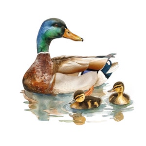 May include: A watercolor painting of a mallard duck with two ducklings swimming in a pond. The adult duck is brown, green, and white with a blue head. The ducklings are brown and yellow.