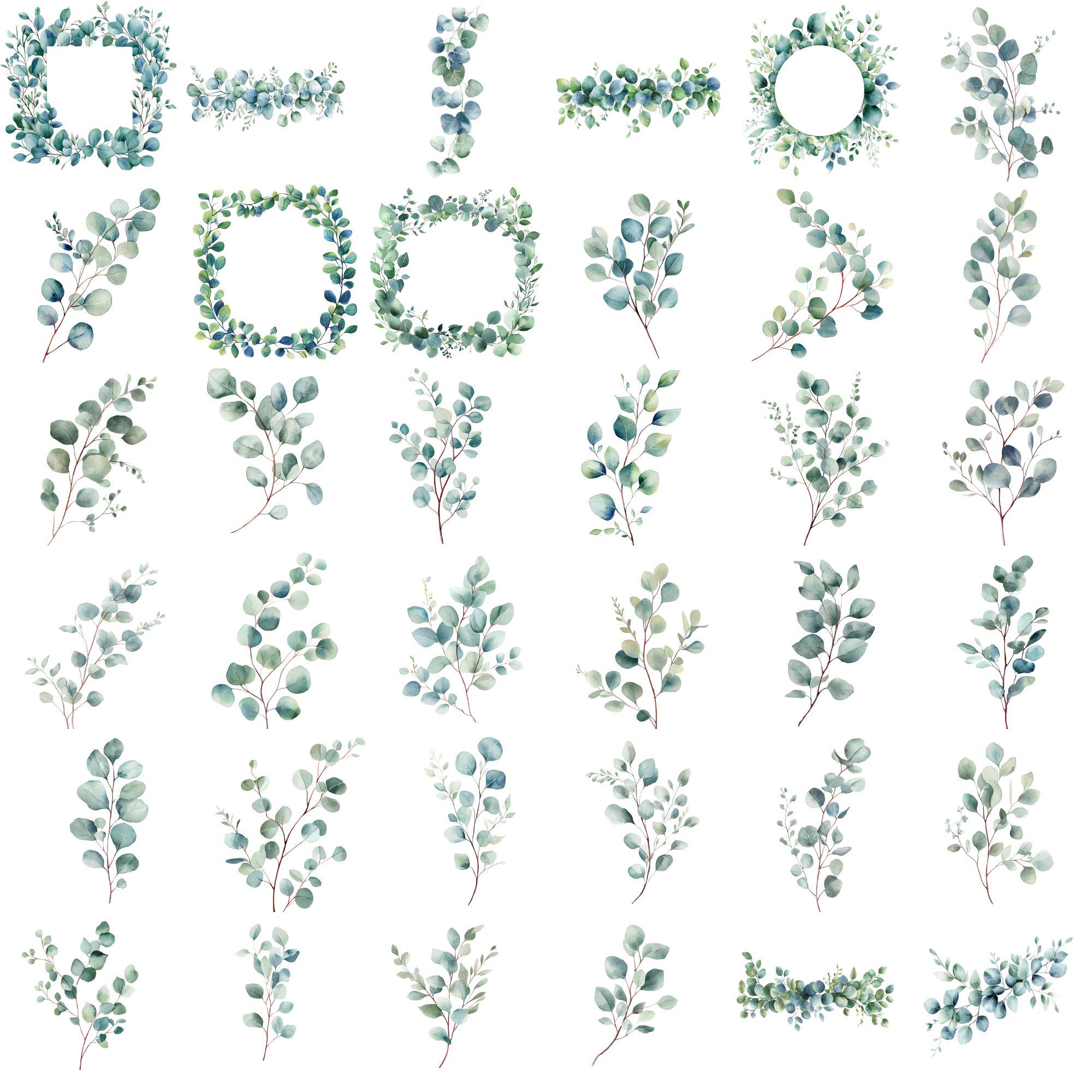 320 Watercolor Eucalyptus Clipart: Greenery PNG Bundle (digital ...