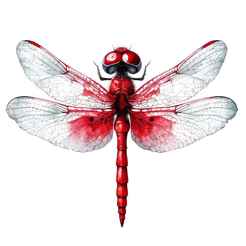 May include: A red dragonfly with translucent white wings. The dragonfly's body is a vibrant red with black markings. The wings are delicate and intricate.
