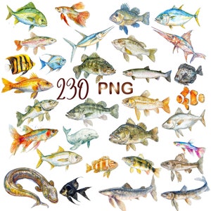 230 PNG, Fish clipart Collection bundle, Transparent Images featuring Freshwater Fish Fishing, Digital Download, Commercial Use