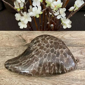 Petoskey Stone (polished)