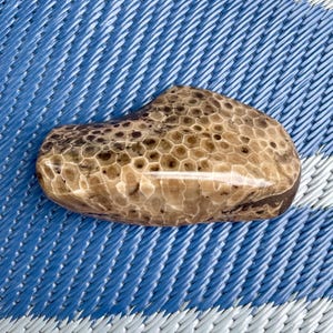 Petoskey Stone (polished)