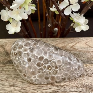 Petoskey Stone (polished)