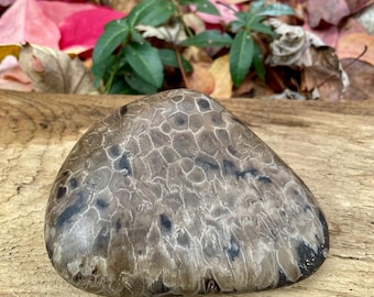 Petoskey Stone (polished)