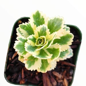 Sedum takesimense Atlantis™ Variegated Succulent Plant