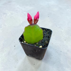 Rhipsalidopsis gaertneri Easter Cactus Succulent Plant