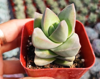 Crassula 'Moonglow' Succulent Plant