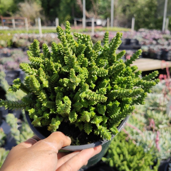 Crassula muscosa 'Watch Chain' Succulent Plant