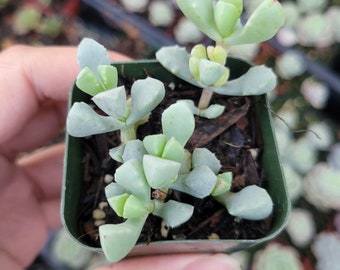 Oscularia deltoides 'Pink Ice Plant' Succulent Plant