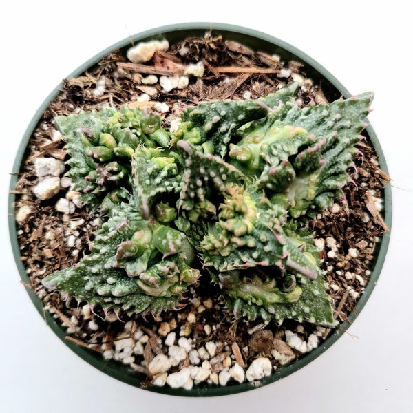 Faucaria tuberculosa Succulent Plant