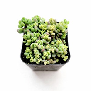 Sedum dasyphyllum &#39;Corsican Stonecrop&#39; Succulent Plant