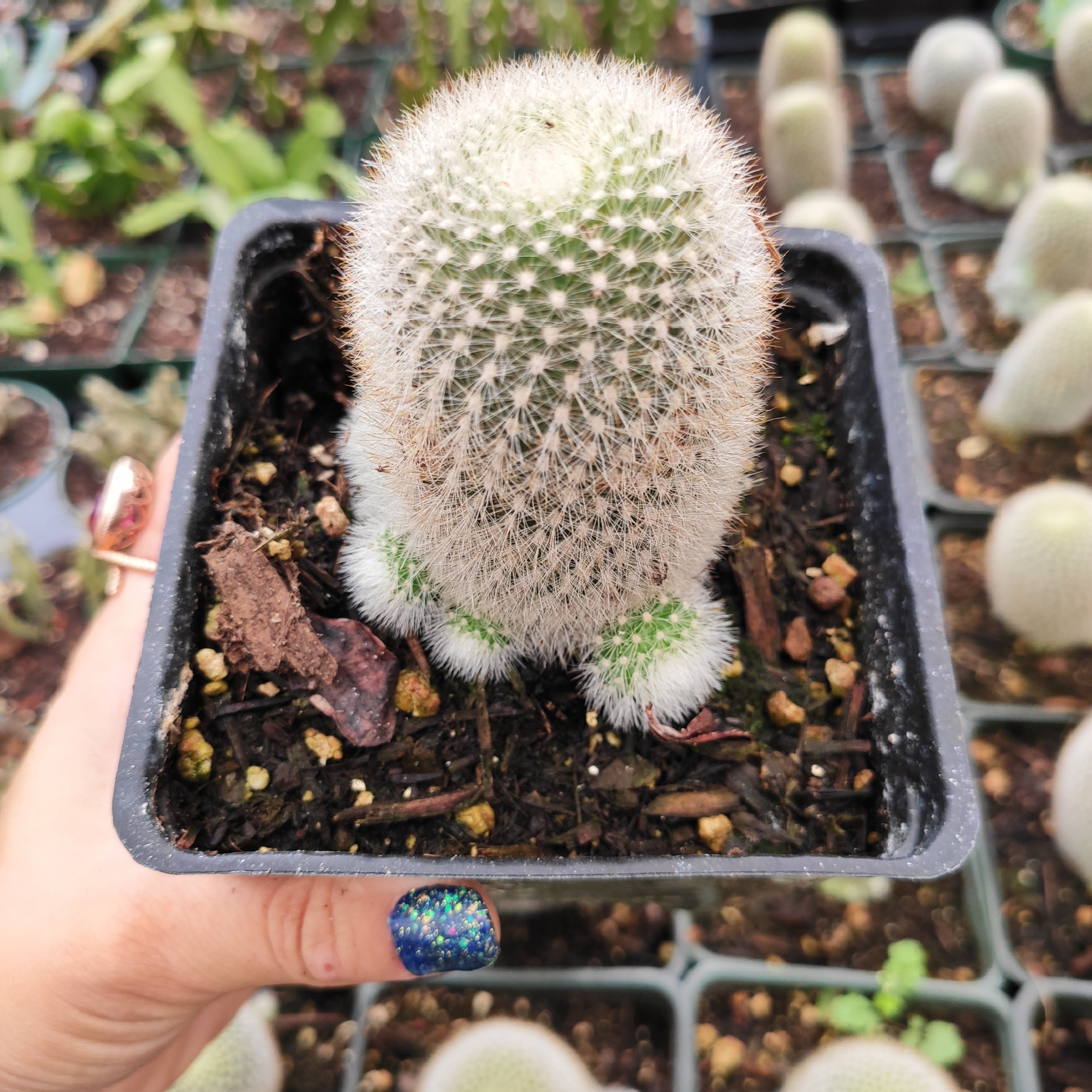 Rebutia muscula 'Orange Snowball' Cactus