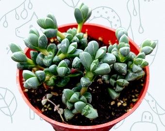 Corpuscularia lehmannii - Ice Plant Succulent Plant