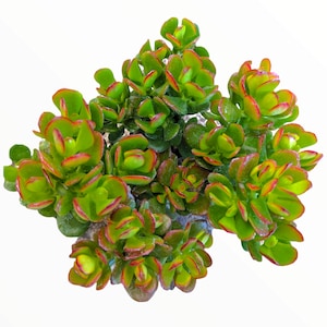 Crassula ovata &#39;Baby Jade&#39; Succulent Plant