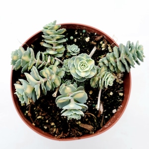 Sedum sieboldii Variegata Succulent Plant