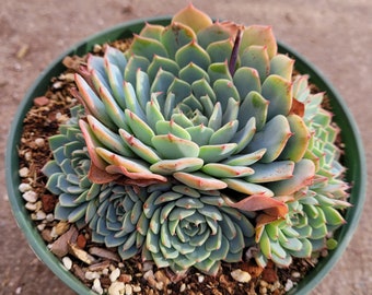 Echeveria Azulita Succulent Plant