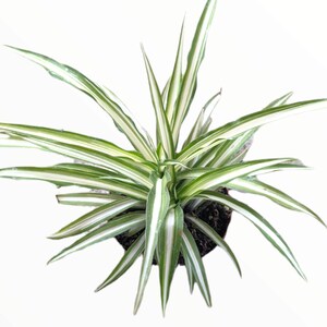 Chlorophytum comosum 'Spider Plant' Succulent Plant 4 Inch #A