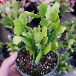 Schlumbergera x buckleyi Christmas Cactus