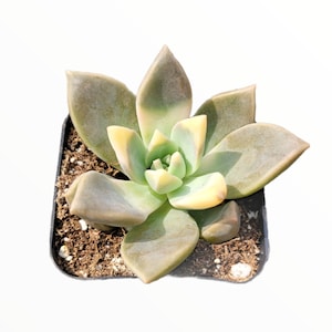Graptopetalum paraguayense - Blue Haze Succulent Plant