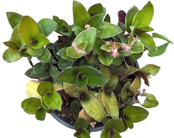 Tradescantia sillamontana Purple Haze Wandering Dude Houseplant