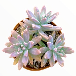 May include: A close-up of a succulent plant with light green and purple leaves in a brown pot. The plant has a rosette shape and is in bloom.