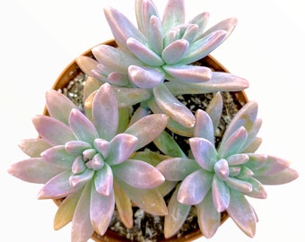 Graptosedum 'Francesco Baldi' Succulent Plant