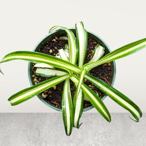 Chlorophytum comosum 'Spider Plant' Succulent Plant 4 Inch #B