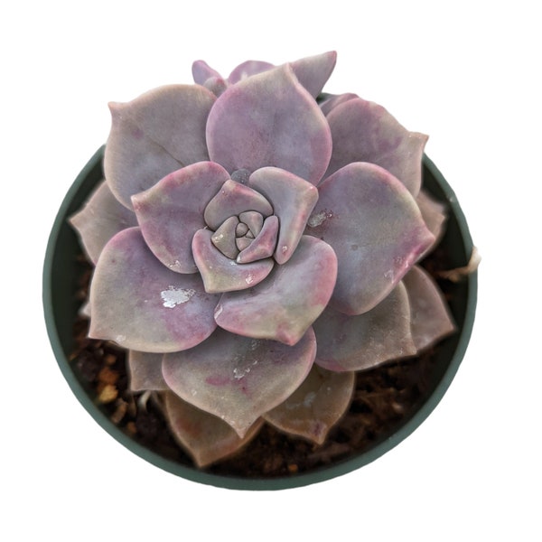 Graptopetalum 'Purple Delight' Succulent Plant