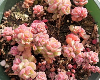 Sedum versadense Korean Succulent Succulent Plant