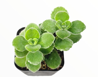 Plectranthus tomentosa - Vicks Plant Succulent Plant