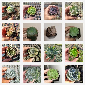 Echeveria Variety Pack Succulent Plant