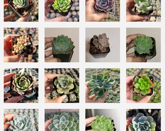 Echeveria Variety Pack Succulent Plant