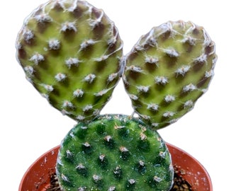 Opuntia decumbens Cactus