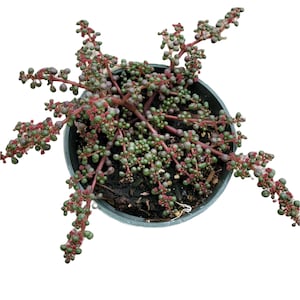 Pilea serpyllacea 'Globosa' Succulent Plant image 2