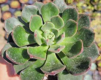 Echeveria 'Joan Daniel' Succulent Plant