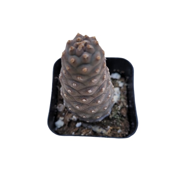 Tephrocactus articulatus var. inermis - Pine Cone Cactus